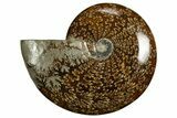 Polished, Agatized Ammonite (Cleoniceras) - Madagascar #327694-1